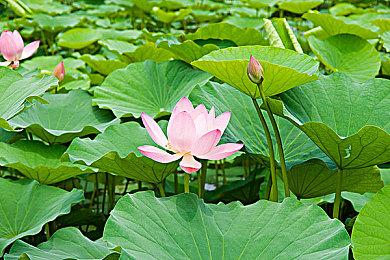 疑似日本定制冠军？“小孩”曾卓君获EWC《饿狼传说》亚军